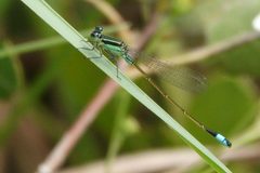 Ischnura ramburii 189914317 by Claire Herzog. Used under a CC BY 4.0 license.