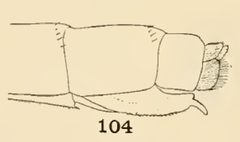 104 Ischnura verticalis female by Philip Garmen. Used under a Public domain license.