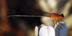 Ischnura verticalis by Clinton &amp; Charles Robertson from Del Rio, Texas &amp; College Station, TX, USA. Used under a CC BY-SA 2.0 license.