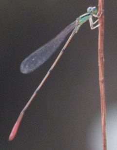 Male Leptobasis lucifer by Killdeermaster. Used under a CC BY-SA 4.0 license.