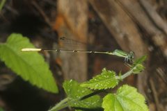 Leptobasis melinogaster 23242180 by Juan Cruzado Cortés. Used under a CC BY-SA 4.0 license.