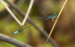 Nehalennia gracilis by Mike Ostrowski from North Bethesda, Maryland, USA. Used under a CC BY-SA 2.0 license.