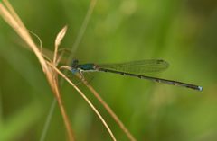 Nehalennia integricollis by Mike Ostrowski from North Bethesda, Maryland, USA. Used under a CC BY-SA 2.0 license.