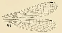 88 Nehalennia irene wing by Philip Garmen. Used under a Public domain license.