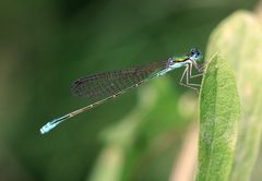Nehalennia irene male by Rsbernard. Used under a CC BY-SA 4.0 license.