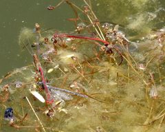 Desert Firetails - Telebasis salva. Mating - Flickr - gailhampshire by gailhampshire from Cradley, Malvern, U.K. Used under a CC BY 2.0 license.