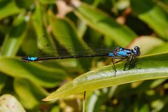 Zoniagrion exclamationis-Female-2 by Eugene Zelenko. Used under a CC BY-SA 4.0 license.