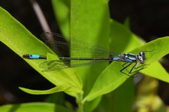 Zoniagrion exclamationis-Female-3 by Eugene Zelenko. Used under a CC BY-SA 4.0 license.