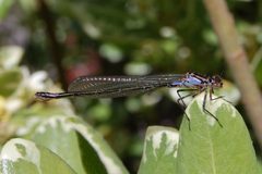 Zoniagrion exclamationis-Female-4 by Eugene Zelenko. Used under a CC BY-SA 4.0 license.