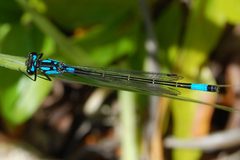 Zoniagrion exclamationis-Male-1 by Eugene Zelenko. Used under a CC BY-SA 4.0 license.
