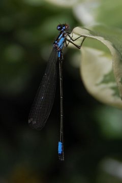Zoniagrion exclamationis-Male-2 by Eugene Zelenko. Used under a CC BY-SA 4.0 license.