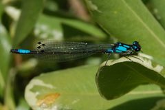 Zoniagrion exclamationis-Male-4 by Eugene Zelenko. Used under a CC BY-SA 4.0 license.