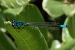 Zoniagrion exclamationis-Male-5 by Eugene Zelenko. Used under a CC BY-SA 4.0 license.