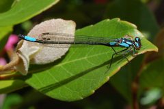 Zoniagrion exclamationis-Male-6 by Eugene Zelenko. Used under a CC BY-SA 4.0 license.