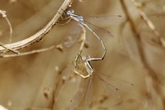 Lestes alacer 13596577 by Michael D Fox. Used under a CC BY 4.0 license.