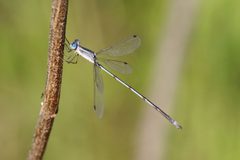 Lestes alacer 16096989 by Michael D Fox. Used under a CC BY 4.0 license.