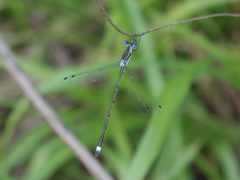 Lestes australis 11286516 by Leila Dasher. Used under a CC BY 4.0 license.