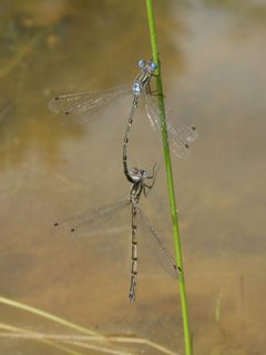 Lestes australis 11465386 by Leila Dasher. Used under a CC BY 4.0 license.