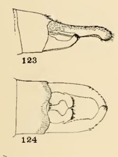 123 Lestes congener by Philip Garmen. Used under a Public domain license.