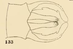 133 Lestes disjunctus male by Philip Garmen. Used under a Public domain license.