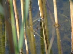 Amber-winged spreadwing 13895000 jun 29 2018 by Reuven Martin. Used under a CC0 license.