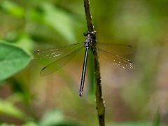Lestes eurinus 42318970 by Randy A Nonenmacher. Used under a CC BY-SA 4.0 license.