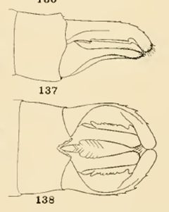 137 138 Lestes forcipatus by Philip Garmen. Used under a Public domain license.