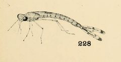 Lestes forcipatus larvae by Philip Garman. Used under a Public domain license.