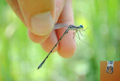 Sweetflag Spreadwing by Mike Ostrowski from North Bethesda, Maryland, USA. Used under a CC BY-SA 2.0 license.