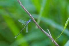 Lestes forficula 34308859 by Melissa McMasters. Used under a CC BY 4.0 license.