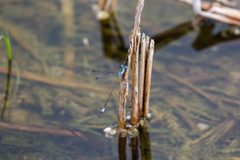 Rainpool spreadwing - 50767598698 by cricketsblog. Used under a CC BY 2.0 license.