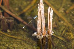Rainpool spreadwing - 50768338951 by cricketsblog. Used under a CC BY 2.0 license.