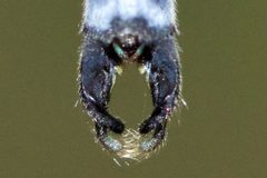 Lestes inaequalis 215107299 by Owen Strickland. Used under a CC BY 4.0 license.