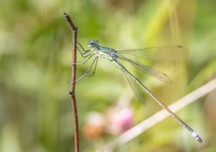Lestes inaequalis 296906533 by ewransky. Used under a CC BY-SA 4.0 license.