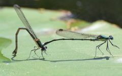 Lestes inaequalis 79050412 by Kevin Barnes. Used under a CC0 license.
