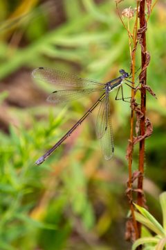 Lestes inaequalis 85555000 by Amy Chamberlin. Used under a CC BY 4.0 license.