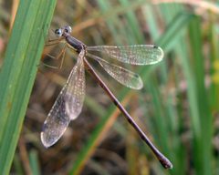 Lestes rectangularis 1 by Benny Mazur from Toledo, OH. Used under a CC BY 2.0 license.