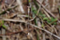Lestes 1404 by Vengolis. Used under a CC BY-SA 4.0 license.