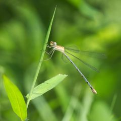 Lestes elatus female of Kadavoor by 
Jeevan Jose, Kerala, India. Used under a CC BY-SA 4.0 license.