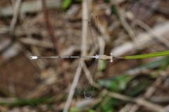 Lestes nodalis male1401 by Vengolis. Used under a CC BY-SA 4.0 license.