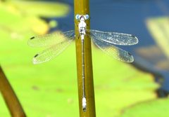 Lestes sigma 49198149 by Francisco Farriols Sarabia. Used under a CC BY 4.0 license.