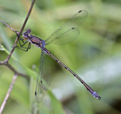 Lestes stultus 6836306 by icosahedron. Used under a CC BY 4.0 license.