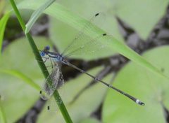 Lestes tenuatus 22570712 by Francisco Farriols Sarabia. Used under a CC BY 4.0 license.