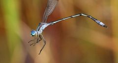 Lestes unguiculatus 54807132 by Maurice Raymond. Used under a CC BY 4.0 license.