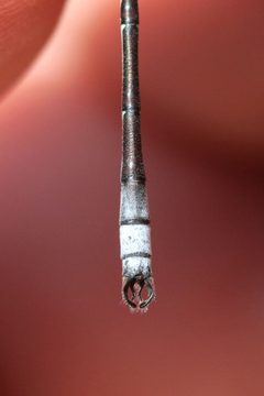 Lestes unguiculatus 54807169 by Maurice Raymond. Used under a CC BY 4.0 license.