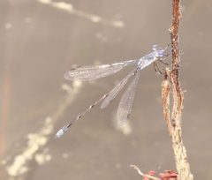 Lestes vidua 28438286 by Laura Gaudette. Used under a CC BY 4.0 license.