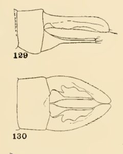 129 130 Lestes vigilax by Philip Garmen. Used under a Public domain license.