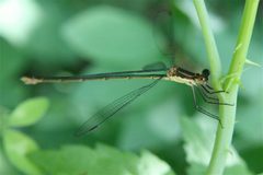 Lestes vigilax by Cody Hough. Used under a CC BY-SA 3.0 license.