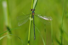 Swamp Spreadwing by Mike Ostrowski from North Bethesda, Maryland, USA. Used under a CC BY-SA 2.0 license.