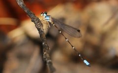 Palaemnema domina by iNaturalist user: desertharrier. Used under a CC BY-SA 4.0 license.